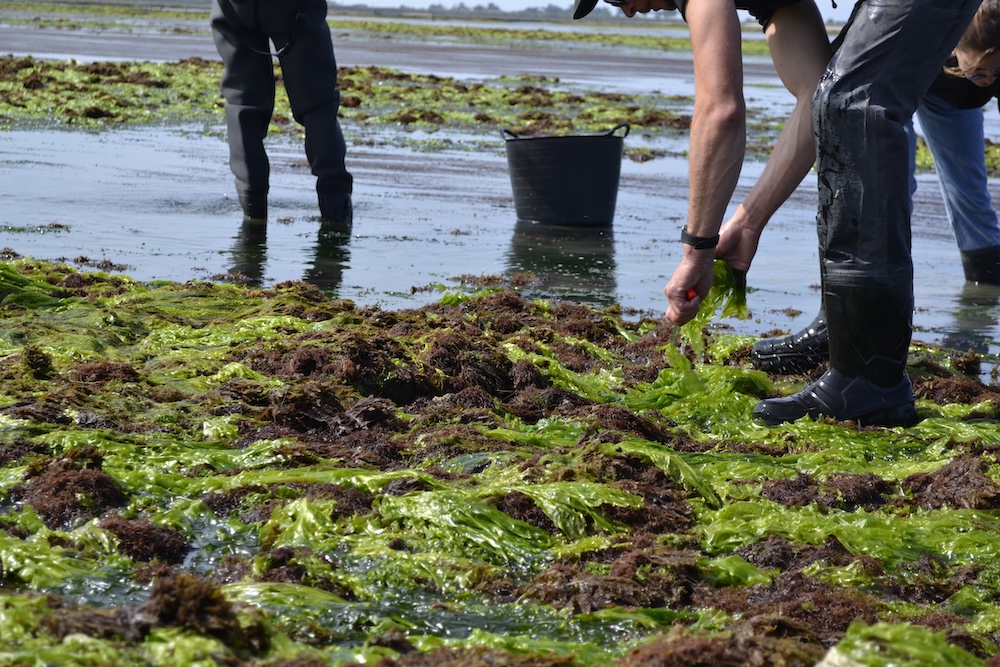 Algues déshydratées Laitue de Mer Bio (Ulva) 20g